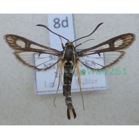 Chamaesphecia astatiformis (Herrich-Schäffer, 1846) Slovakia8d